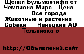 Щенки Бульмастифа от Чемпиона Мира › Цена ­ 1 000 - Все города Животные и растения » Собаки   . Ненецкий АО,Тельвиска с.